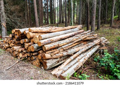 Various cut down tree trunks are piled up in the forest