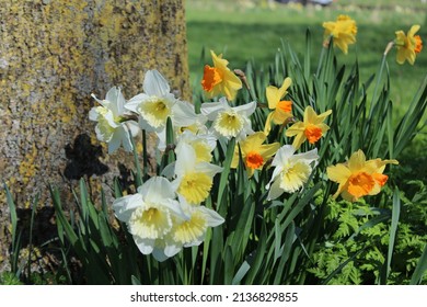 Various daffodils by a tree