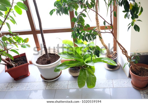 Various Decorative Flowers Plants Pots On Stock Photo Edit Now