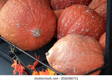 various different types of pumpkins and gourds piled up