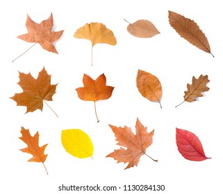 15,985 Sycamore leaves Images, Stock Photos & Vectors | Shutterstock