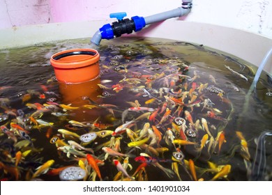 Various fish species in aquaponics system, combination of fish aquaculture with hydroponics, cultivating plants in water under artificial lighting