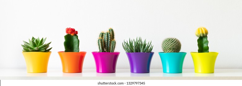 Various flowering cactus and succulent plants in bright colorful flower pots in a row against white wall. House plants on white shelf panoramic web banner. - Powered by Shutterstock