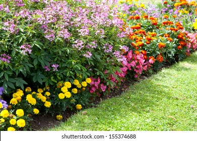 Various flowers growing in garden
