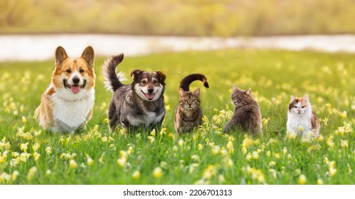 various fluffy dog and cat friends are sitting on the green grass in a sunny spring meadow - Shutterstock ID 2206701313