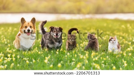 various fluffy dog and cat friends are sitting on the green grass in a sunny spring meadow