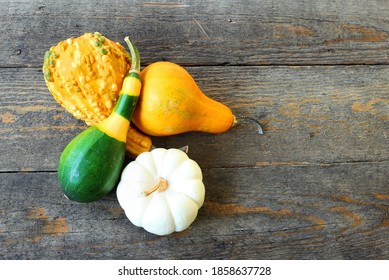 Various form multicolored pumpkins. Squashes on the old wooden boards.  Autumn still life