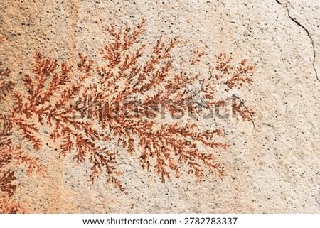 Various forms of dendrites in sandstone