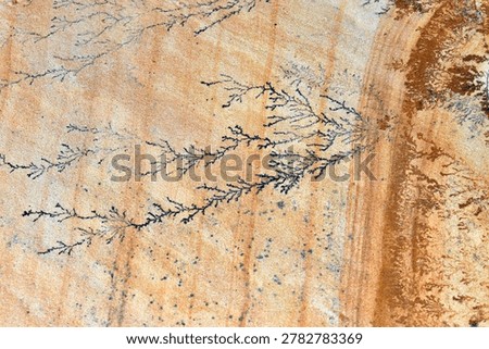 Various forms of dendrites in sandstone