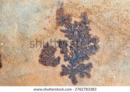 Various forms of dendrites in sandstone