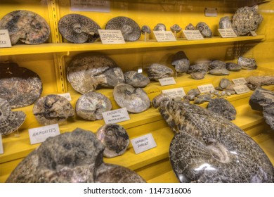 Various Fossils Found In The Badlands Of South Dakota