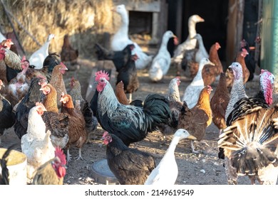Various free range chickens, ducks, turkey at organic farm