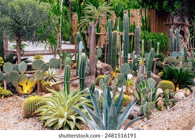 Various fresh cactus in the farm. A collection of cacti flourishing. Cactus plant in the arboretum. Industrial cactus farm in greenhouse with different types of cacti and succulents grown for sale. - Powered by Shutterstock