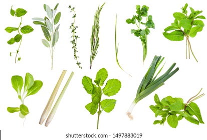 Various Fresh Twigs Edible Greens Isolated Stock Photo 1497883019 ...