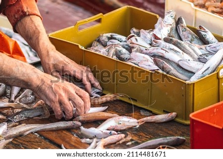Various freshly just caught fish in plastic crates on a fishing wooden boat being selected by a fisherman to be sold at the fish market. Shrimps, sea bass, cod, mullet or goatfishes