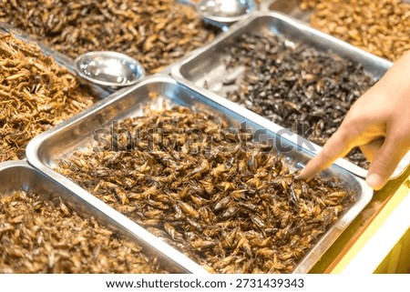 Various fried insects including crickets and grasshoppers on metal trays.