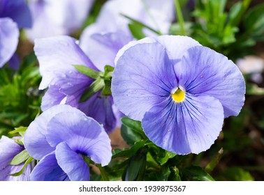 various Garden Flowers, Garden violets.