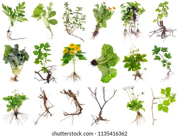 Various Garden Plants And Flowers With Roots. Isolated On White Studio Set