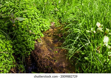 Various Grass Along The Little Stream On The Meadow.  Usonia, Find Peace, Contemplation Concept.