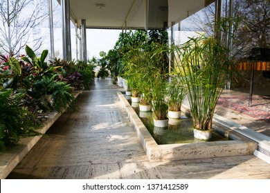 Various Green Plants In Winter Garden Modern Atrium, Sunny Spring Day, Clear Blue Sky Background