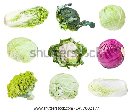 various headed cabbages (romanesco, broccoli, cauliflower, white cabbage, red cabbage, napa cabbage, savoy cabbage) isolated on white background