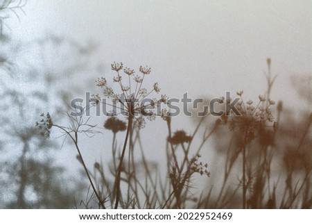 Similar – Blumen Polaroid