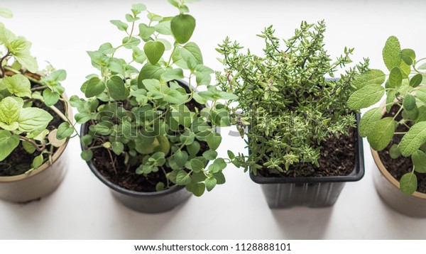 Various Herbs Pots Wood Tray Growing Stock Photo Edit Now 1128888101