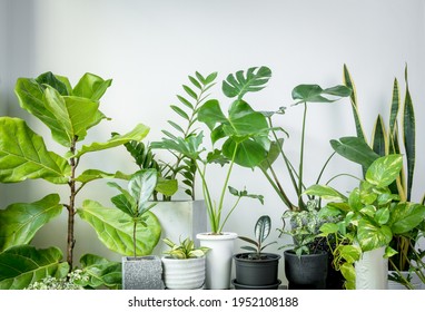 Various House Plants In Modern Stylish Containeron In White Room,natural Air Purify With Monstera,philodendron Selloum, Aroid Palm,Zamioculcas Zamifolia,Ficus Lyrata,snake Plant