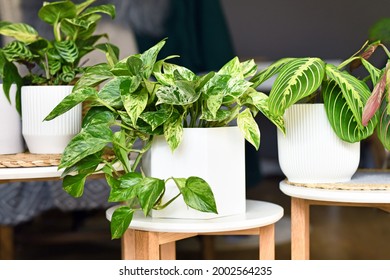 Various houseplants like 'Marble Queen' pothos or prayer plant in flower pots on side tables
