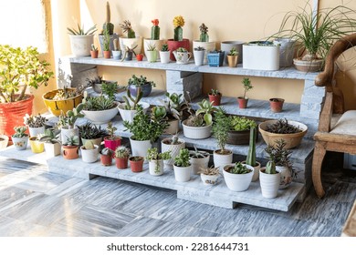 Various houseplants potted in a decorative ceramic pots. Cacti and succulent garden arrangement concept - Powered by Shutterstock