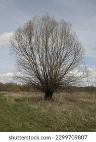 various huge leafless trees in forest