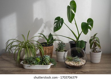 Various Indoor Plants On The Wooden Table By The White Wall