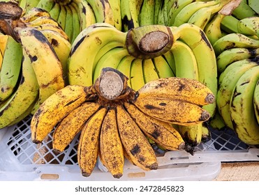 various kinds of bananas in the fruit basket of a street vendor at the Wednesday market in Nagreg village bandung city - Powered by Shutterstock