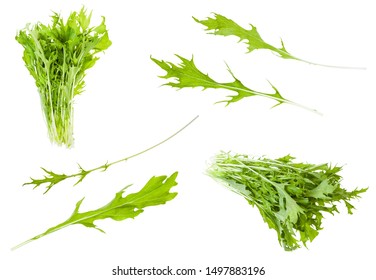 Various Leaves And Bunches Of Japanese Leaf Cabbage Mizuna (brassica Rapa Subsp Nipposinica Var Laciniata) Plant Isolated On White Background