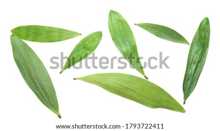 Various leaves suitable for presentations