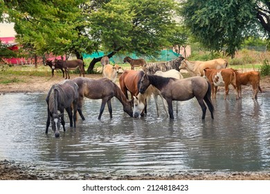various livestock, horses, cattle, donkeys at the watering hole in a village in Africa