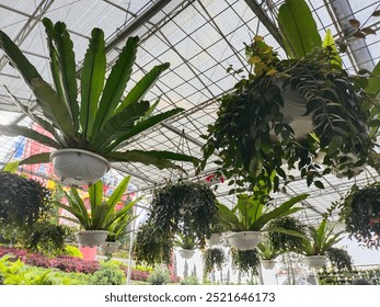 Various lush hanging plants in a greenhouse, photographed during the day with natural light. The wide-angle shot highlights green foliage and structured plant arrangement against the bright ceiling. - Powered by Shutterstock