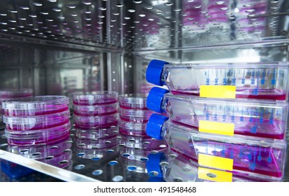 various mammalian cells are cultured in the incubator 