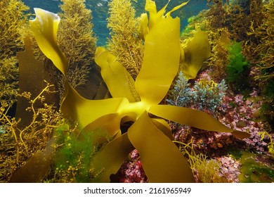 Various Marine Algae Underwater, Atlantic Ocean Seaweeds, Spain