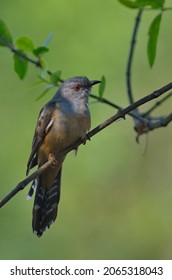 Various Parasitic Breeder Cuckoo Birds