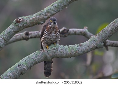 Various Parasitic Breeder Cuckoo Birds