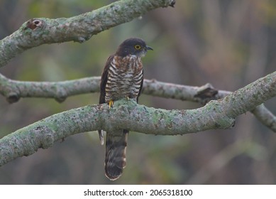 Various Parasitic Breeder Cuckoo Birds