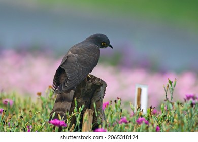 Various Parasitic Breeder Cuckoo Birds