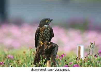 Various Parasitic Breeder Cuckoo Birds