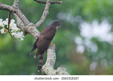 Various Parasitic Breeder Cuckoo Birds