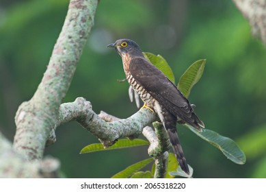 Various Parasitic Breeder Cuckoo Birds