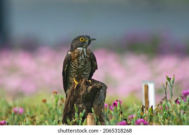 Various Parasitic Breeder Cuckoo Birds