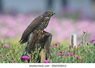 Various Parasitic Breeder Cuckoo Birds