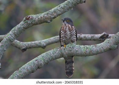 Various Parasitic Breeder Cuckoo Birds