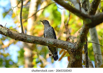 Various Parasitic Breeder Cuckoo Birds